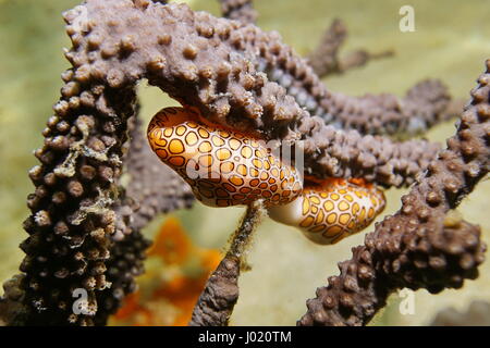 Vita sottomarina, flamingo tongue lumaca di mare, Cyphoma gibbosum, sul mare pennacchio di corallo Gorgonia, Mar dei Caraibi Foto Stock