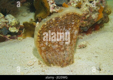 Esemplare vivo di Pinna carnea, ambra pen shell, mollusco bivalve effettuano uno scavo in sabbia sott'acqua nel mar dei Caraibi Foto Stock