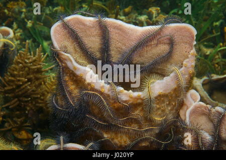 Spugna di mare Callyspongia vaginalis colonizzata da fragili stelle, vita sottomarina nel mar dei Caraibi Foto Stock