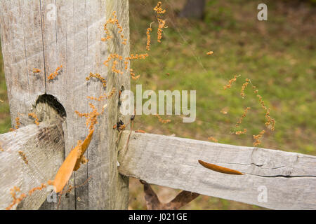 Attiva una Black Widow spider web Foto Stock