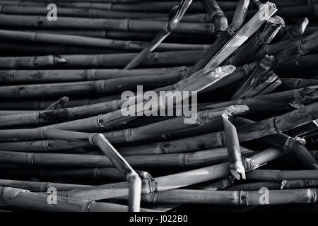 La canna da zucchero o canna da zucchero, sono diverse specie di tall perenne vero erbe del genere Saccharum, tribù Andropogoneae nativo del caldo moderato Foto Stock