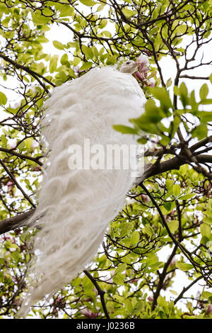 Pavone bianco in un albero, le sue piume guardando come le ali di un angelo Foto Stock