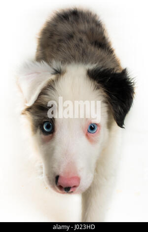 Belle blue merle Puppy in Studio Foto Stock