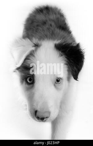 Belle blue merle Puppy in Studio Foto Stock