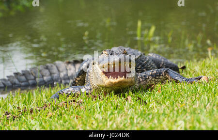 In Louisiana, Avery Island, Jungle Gardens, coccodrillo americano (Alligator mississippiensis) Foto Stock