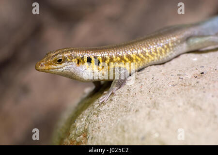 Giallo, Nero e blu lizard shot fino vicino. Lizard è rilassante su una roccia. Animale per la messa a fuoco e con sfondi sfocati. Girato in cattività. Foto Stock