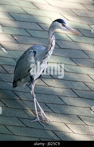 Heron sul tetto. Interessanti i colori dell'uccello e il tetto. A causa della luce solare l'uccello sembra quasi invisibile. Bellissimo uccello e la vita urbana. Foto Stock