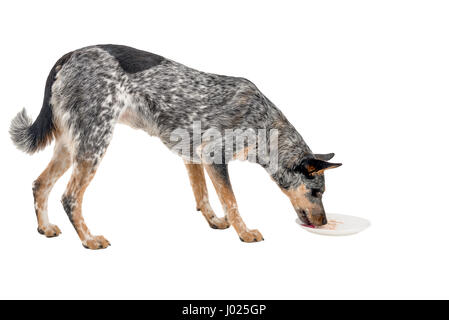 Blue Heeler dog leccare sporca piatti per cena su bianco Foto Stock