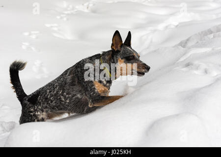 Miniature pinscher giocare nella neve Foto Stock