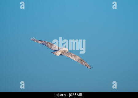 Civetta delle nevi nelle praterie in inverno Foto Stock