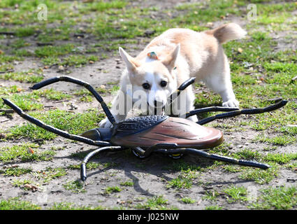 EDITORIALE USO SOLO cricket, un Pembroke gallese Corgi cucciolo, gioca con un tick motorizzato in Battersea Park come FRONTLINE Plus aumentare la consapevolezza di proteggere i vostri animali domestici contro le zecche questa estate, Londra. Foto Stock