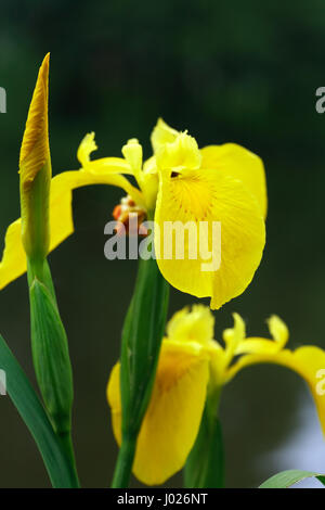 Bellissimo fiore giallo closeup su sfondo scuro Foto Stock