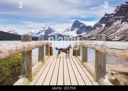 Blue Heeler Dog giocando sulle rive del lago di prua nelle Montagne Rocciose Canadesi, il Parco Nazionale di Banff Alberta Foto Stock