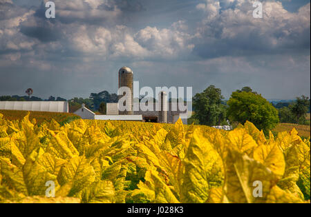 Campi di Tabacco in Lancaster County, in Pennsylvania fattorie Amish. Foto Stock