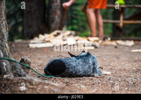 Blue Heeler cane dormire in un campeggio dopo una lunga giornata di escursione. Foto Stock
