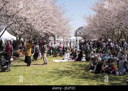 Philadelphia, Pennsylvania, USA. 9 apr, 2017. Migliaia di spettatori hanno assistito il ventesimo anniversario della città di Filadelfia Sakura domenica sponsorizzato dalla Subaru di America e Giappone America Society di maggiore Philadelphia l evento è stato organizzato nello storico centro di orticoltura a ovest di Fairmount Park Credit: Ricky Fitchett/ZUMA filo/Alamy Live News Foto Stock