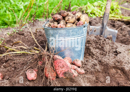 Appena scavato patate in metallo della benna e della cucchiaia sulla piantagione nella soleggiata giornata estiva Foto Stock