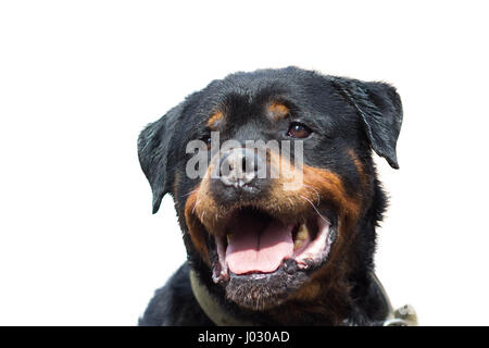 Cane Rottweiler ritratto di close-up, isolato su bianco Foto Stock