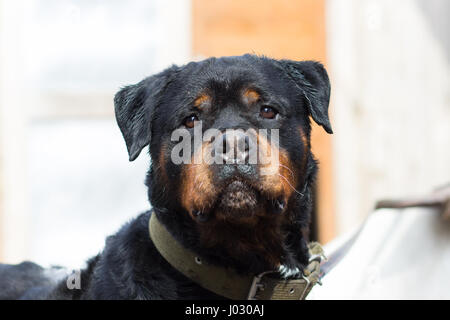 Cane di razza Rottweiler close-up verticale Foto Stock