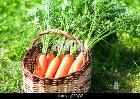 Legno cesto di vimini con le carote fresche con foglie di colore verde sull'erba Foto Stock