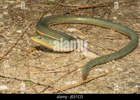 Orientale Lucertola di vetro Foto Stock