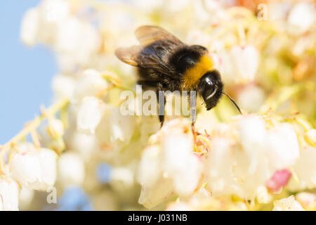Bumble Bee su Sarcococca Japonica primi fiori di primavera Foto Stock