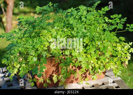 Appartamento lasciato prezzemolo (Petroselinum crispum Neapolitanum) cresce in un impianto di terracotta pot. Foto Stock