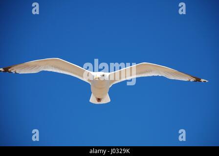 Un europeo di aringa gabbiano (Larus argentatus) in volo contro un cielo blu sullo sfondo a Folkestone nel Kent, Inghilterra. Foto Stock