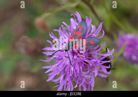 Cinque-spot Burnett, falena Zygaena trifolii, singolo adulto alimentazione su Field Scabious. Presa di giugno. Lea Valley, Essex, UK. Foto Stock