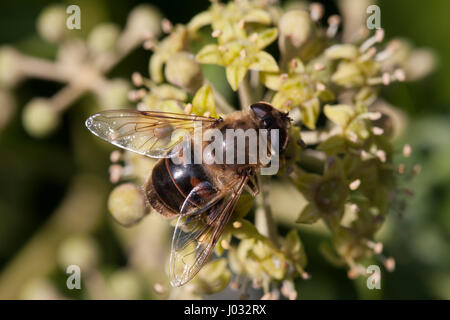 Drone Fly, Eristalis tenax, singolo adulto in appoggio su ivy fiori, Lea Valley, Essex, Regno Unito Foto Stock