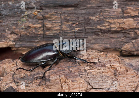 Stag Beetle, Lucanus cervus. Unica femmina adulta. Presa può. Lea Valley, Essex, UK. Foto Stock