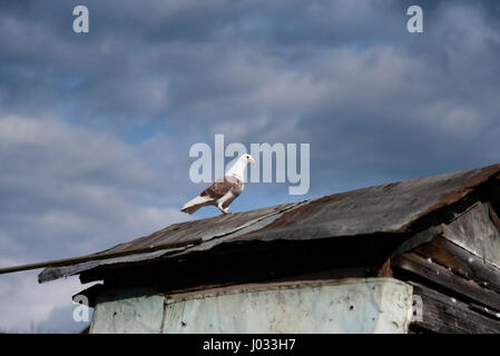 Pigeon è sul tetto della Colombaia, contro un bellissimo cielo Foto Stock