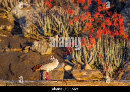 Oca egiziana nel parco nazionale di Kruger, Sud Africa ; Specie Alopochen aegyptiaca famiglia di anatidi Foto Stock