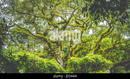 I rami di un top enorme ed antico Banyan Tree coperti da moos in Bali Jungle Foto Stock