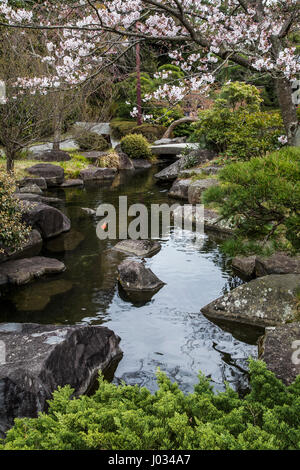 Shiosai parco giardino Giapponese con Sakura Cherry Blossoms - Shiosai Teien è un tradizionale Chisen Kaiyu Shiki giapponese passeggiando stagno giardino con teah Foto Stock