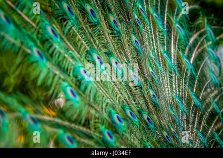 Bel maschio peacock fanning suo coloratissimo piume di coda Foto Stock