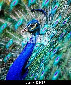 Bel maschio peacock fanning suo coloratissimo piume di coda Foto Stock