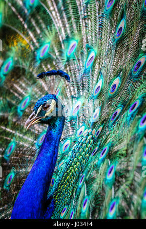 Bel maschio peacock fanning suo coloratissimo piume di coda Foto Stock