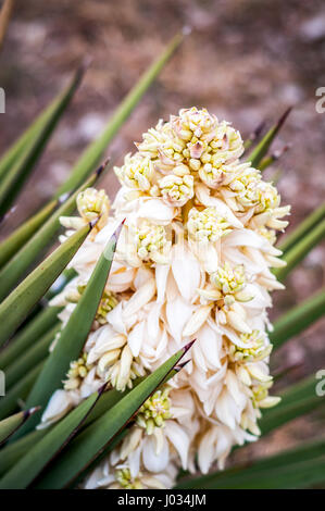 Fioritura Yucca (Yucca filamentosa) con fiori di colore bianco e verde, spada-Foglie di forma Foto Stock