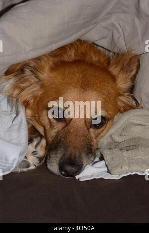 Razza mista di peering marrone fuori dal letto cane fatto sotto il copriletto, coperta e fogli Foto Stock