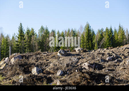 Lapidei e rocky Cancella area di taglio in una foresta di conifere Foto Stock