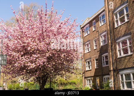 Classic British edificio residenziale in mattoni marroni accanto a un giapponese di ciliegio in piena fioritura ricoperto di fiori di colore rosa Foto Stock