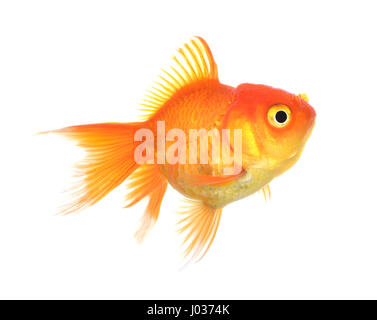 Un pesce d'oro. Isolamento sul bianco Foto Stock