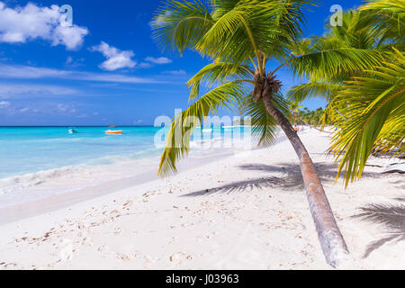 Palme di cocco crescono sulla spiaggia di sabbia bianca. Mar dei Caraibi costa, Repubblica dominicana, Saona Island paesaggio Foto Stock