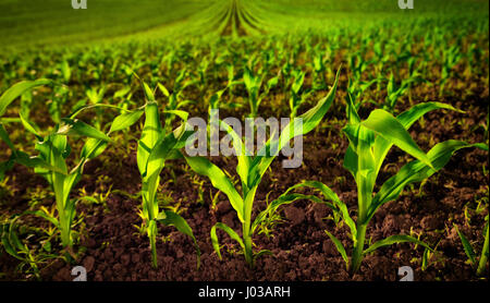 Campo di grano con giovani piante sul suolo fertile, un primo piano con un verde vibrante sul marrone scuro Foto Stock