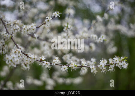 Prunus spinosa prugnolo sloe bianco fiore a molla Foto Stock