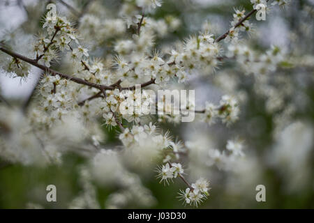 Prunus spinosa prugnolo sloe bianco fiore a molla Foto Stock