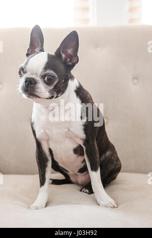 Un simpatico Boston Terrier si siede su un lettino bianco Foto Stock