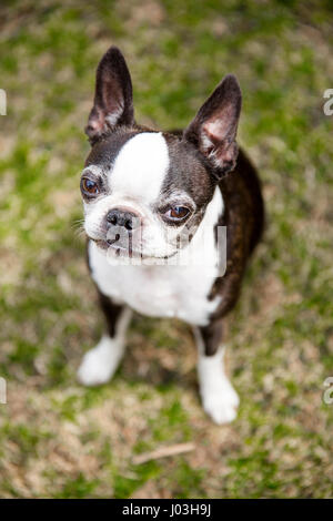 Un simpatico Boston Terrier si siede sull'erba. Foto Stock