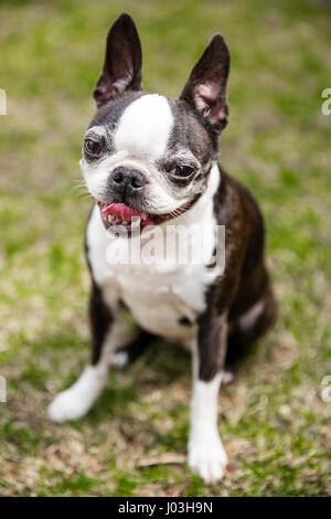 Un simpatico Boston Terrier seduto sull'erba ansimando con la lingua fuori Foto Stock